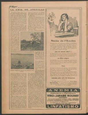 La cría de anguilas