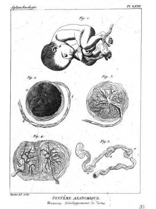 Pl. LXXI. Systême Anatomique. Homme Dévéloppement du Fœtus.