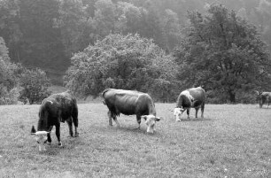 Freiburg, Kappel: weidende Kühe am Waldrand