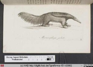 Myrmecophaga Iubata / Der große Ameisenbär oder Tamadua mit dem Büschelschweif.
