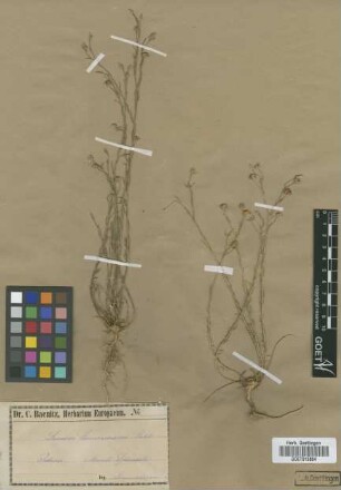 Linum tommasinii Nyman