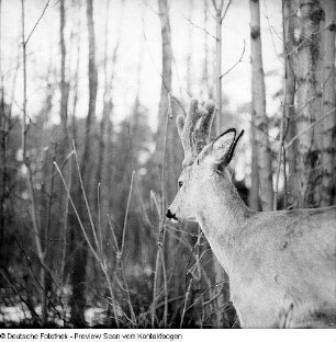 Tiere in Moritzburg II (Wildgehege?)