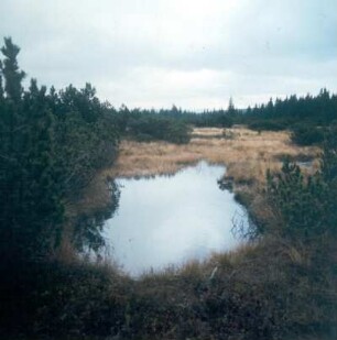 Nationalpark Bayerischer Wald. Filze auf dem Grenzgebirgskamm