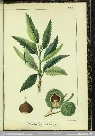 Aechter Kastanienbaum