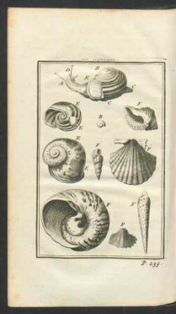 Tafel: Les Coquillages.
