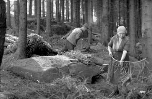 Reisig ausputzen - wertvolles Brennholz für den Winter