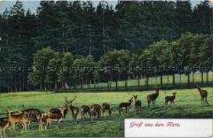 Rotwild im Harz