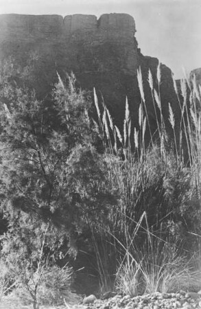 Landschaft : Blick in eine Landschaft mit Gras- und Buschvegetation. Im Hintergrund ein Berg