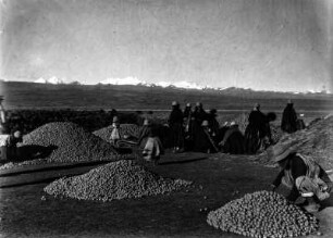 Kartoffelernte : Personen bei der Kartoffelernte