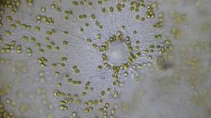 Coscinodiscus concinnus Sylt 2015