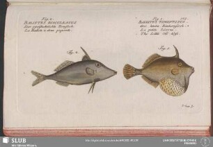 148. Fig. 1. Balistes Tomentosus. Fig. 2. Balistes Blaculeatus
