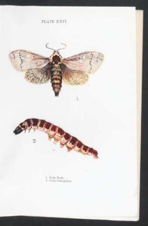 Plate XXVI