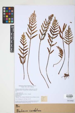 Blechnum cordatum (Desv.) Hieron.