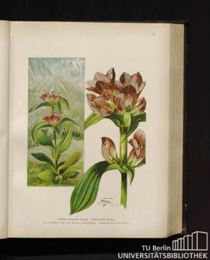 Gentiana pannonica Scopoli. Pannonischer Enzian.
