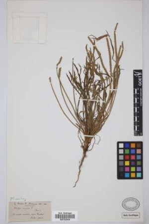 Plantago coronopus coronopus L.