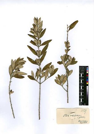 Oleaceae Olea europaea Linné, Carl von (1707 - 1778) [Bendeleben]