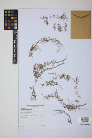 Selaginella sellowii Hieron.