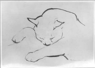 Schlafende Katze : Schlafende Katze. Kohlezeichnung (1954; E. Richter). Dresden-Striesen, Borsbergstraße 11, Atelier der Künstlerin