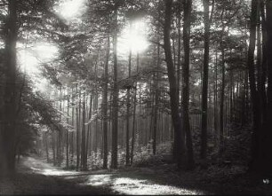 Im Wald