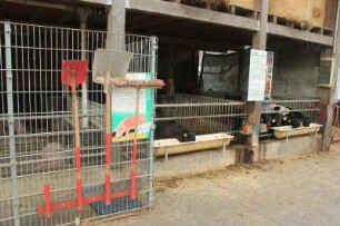 Schweinemast und Kälberstall