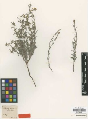 Heliotropium mendocinum Phil. [type]