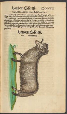 Von dem Schaaff. Ovis. Ein Schaaff.