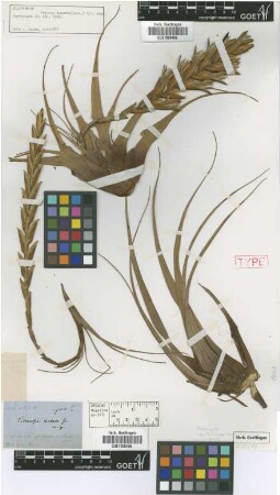 Tillandsia incurva Griseb. [type]