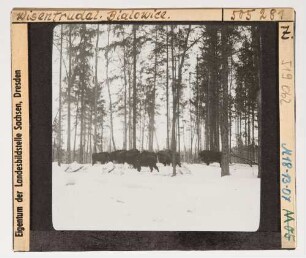 Wisent : Wisente (Bos bonasus Linnaeus) im Schnee.
