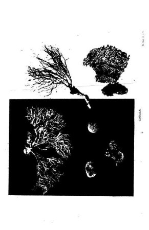 CORALS