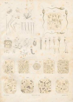 Embryogenese