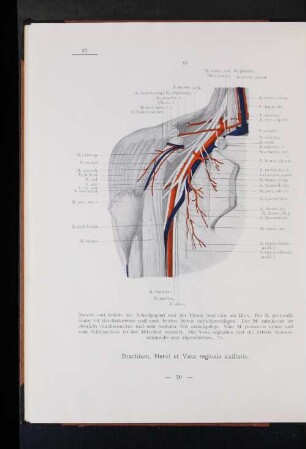 Nervi et Vasa regionis axillaris.