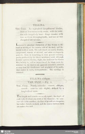 Tellina obliqua. Tab. CLXI. — Fig. 1