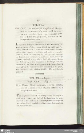 Tellina obliqua. Tab. CLXI. — Fig. 1