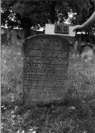 Grabstein 56 (Index: 100108151) Material: heller Sandstein Zustand: verwittert, versalzen, bewachsen Maße HxBxT: 90x52x13 cm Beschreibung: Stele mit Segmentbogenabschluß: Grabstein 56