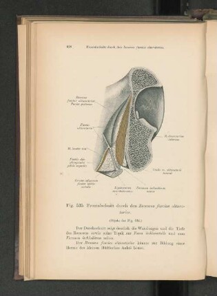 Fig. 535. Frontalschnitt durch des Recessus fasciae obturatoriae.