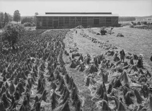 Flachsröste, Arbeitsabläufe, Neusalza-Spremberg, 1938