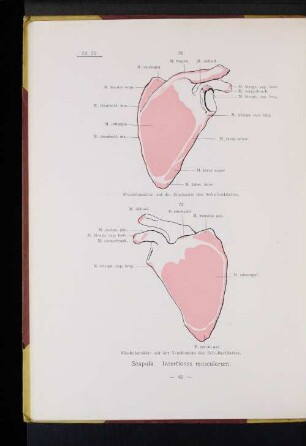 Insertiones musculorum.