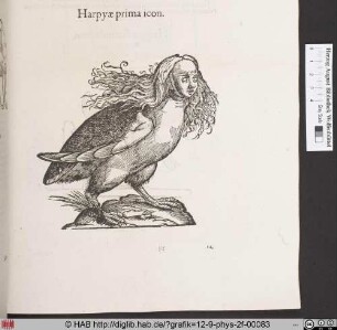 Harpyae prima icon.