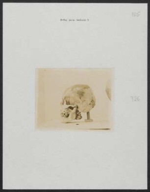 [Aufgestellter menschlicher Schädel (Profilansicht); Rechter Seitenrand (handschriftlicher Vermerk): 926, oberer Seitenrand Mitte (maschinelle Beschriftung): B-Per ge/a: Medizin 3, oberer Seitenrand rechts (handschriftlicher Vermerk): 905.]
