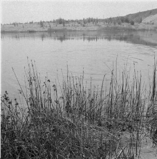 Binsen und Wasserlinsen. Gewässer mit Uferbewuchs (vielleicht Binsen)