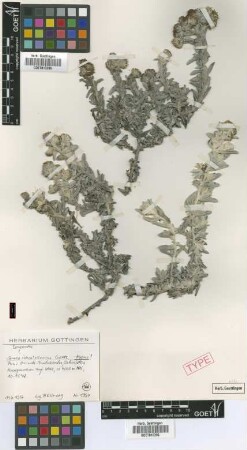 Senecio ishcaivilcanus Cuatrec. [isotype]