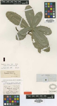 Theophrasta americana Sw.