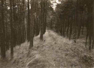 Mittelsachsen. Der Staupenberg unterhalb (Wallwitz-)Westwitz. Teilstück des nördlichen Ringwalles