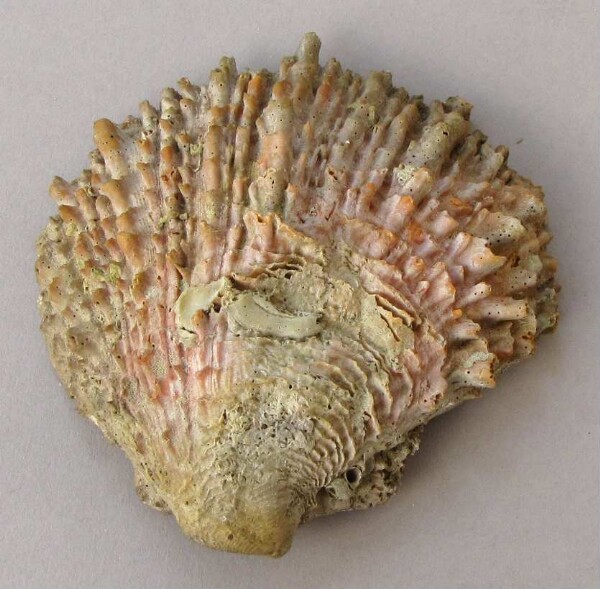 Spondylus shell