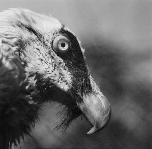 Zootiere. Geier