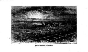 Prairie-Bewohner: Elennthiere