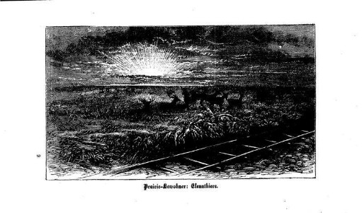 Prairie-Bewohner: Elennthiere