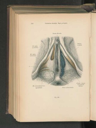 Fig. 431. Weibliches Genitale, Regio perinales.
