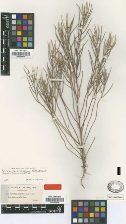Erysimum strictum G.Gaertn.