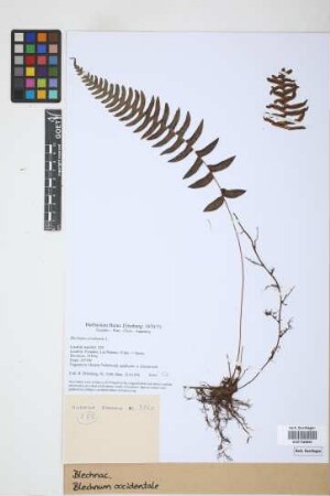 Blechnum occidentale L.